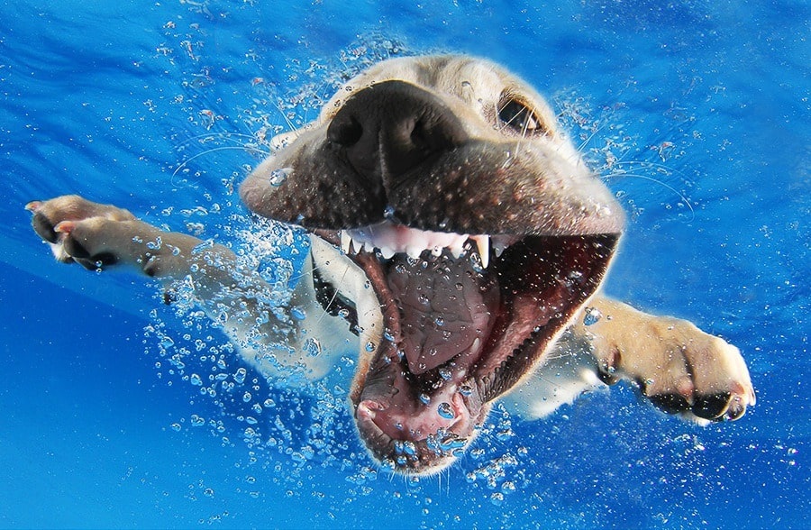 You are currently viewing UnderWater Dogs Photos